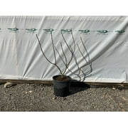 Expert Gardener 1g Fig Chicago Hardy