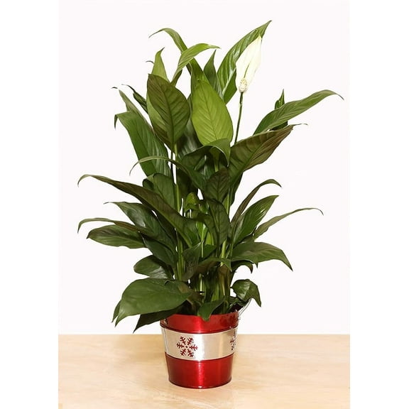 4" Peace Lily with Silver Snowflake Red Christmas Gift Pot