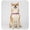 Purple, variant on Dog Leash Harness, Saddle Style Pet Chest Strap, Anti-Pull Dog Lead For Small Medium Large Dogs, Black, M Size, Outdoor Walking Training Leash For Pet Walking