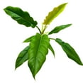 thumbnail image 4 of Philodendron Jungle Boogie 4 inch Philo Narrow Rare Indoor House Plant, 4 of 6