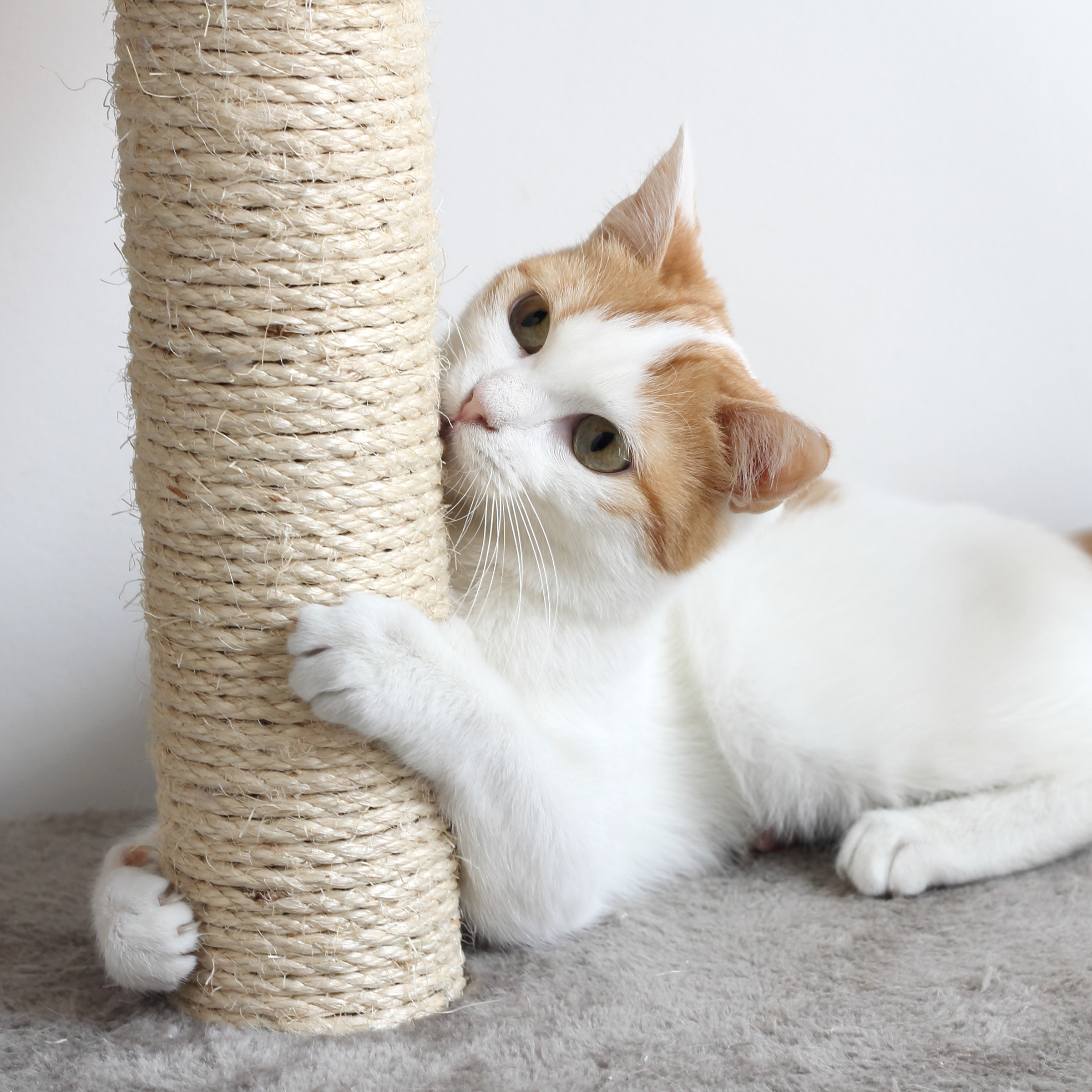 Petmaker Cat Scratching Post Tower with 3 Posts and Perch photo 5