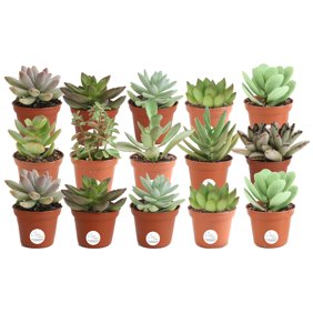 Costa Farms Live Indoor 12in Zz Plant Grower Pot Walmart Com Walmart Com