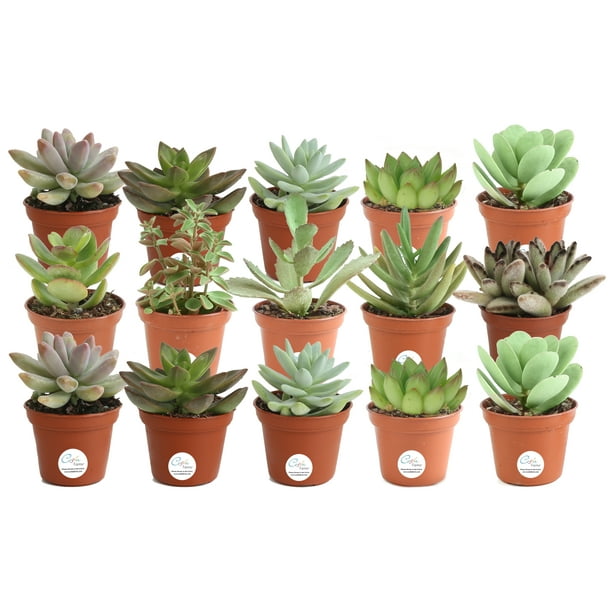 Costa Farms Live Indoor 2in. Assorted Succulents in 2in. Pot, 15Pack