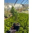 10 Emerald Green Arborvitae in 3.5 inch pots