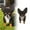 D, variant on Goowood Dog Planter Cute Large Dog Flower Pots For Pet Lovers Animal Plant Pots Indoor Outdoor Garden Decor Flower Pots Gardening supplies