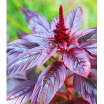 Earthcare Seeds - Amaranth Burgundy 200 Seeds (Amaranthus Cruentus) Heirloom - Open Pollinated