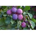 thumbnail image 6 of Pitted Prunes, 15 Pounds — Raw, Vegan, Kosher — by Food to Live, 6 of 6