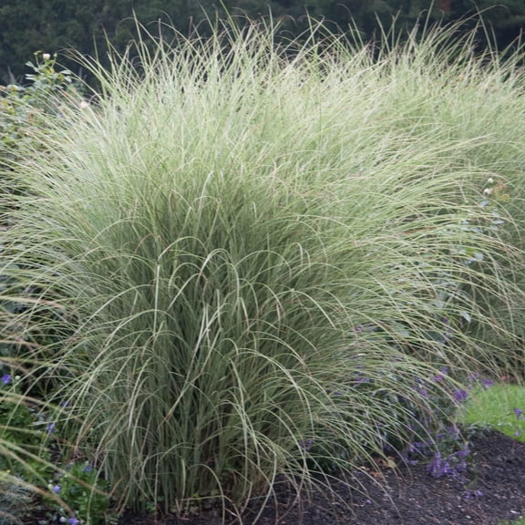 Direct Gardening Morning Light Mischanthus Ornamental Grass Dormant Bare Root Perennial Starter Plant