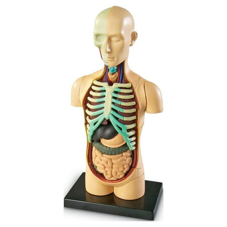 UPC: 0765023033366 | Learning Resources® Human Body Anatomy Model 31 Pieces