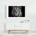 thumbnail image 2 of Close-up photograph of a lion. - Photography Black and White Animal Wildlife Portrait Nature Jungle White Framed Wall Art Print 20 x 30 inches, 2 of 3