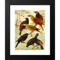 thumbnail image 2 of Emil August Göldi 19x24 Black Modern Framed Museum Art Print Titled - Japus, Irauna, Guache (1900-1906), 2 of 5