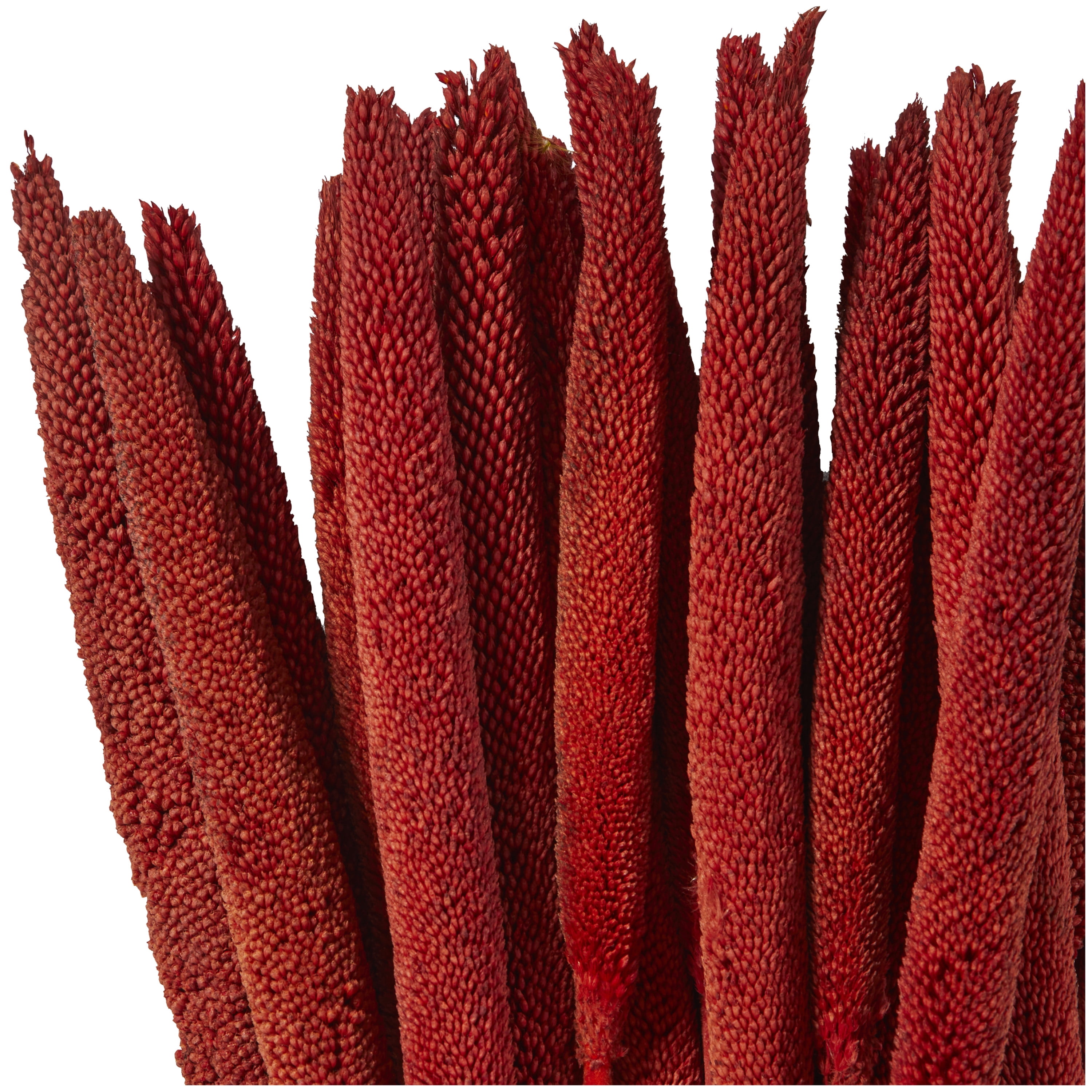 20" Dried Plant Natural Foliage Bunny Tail Bouquet with Long Stems, by DecMode
