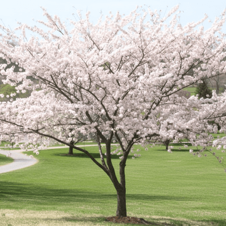 Light Pink Cherry Plant Live in 2.5 Inches Pot, Perennial Flowers for Ornamental Garden, Dormant in Winter