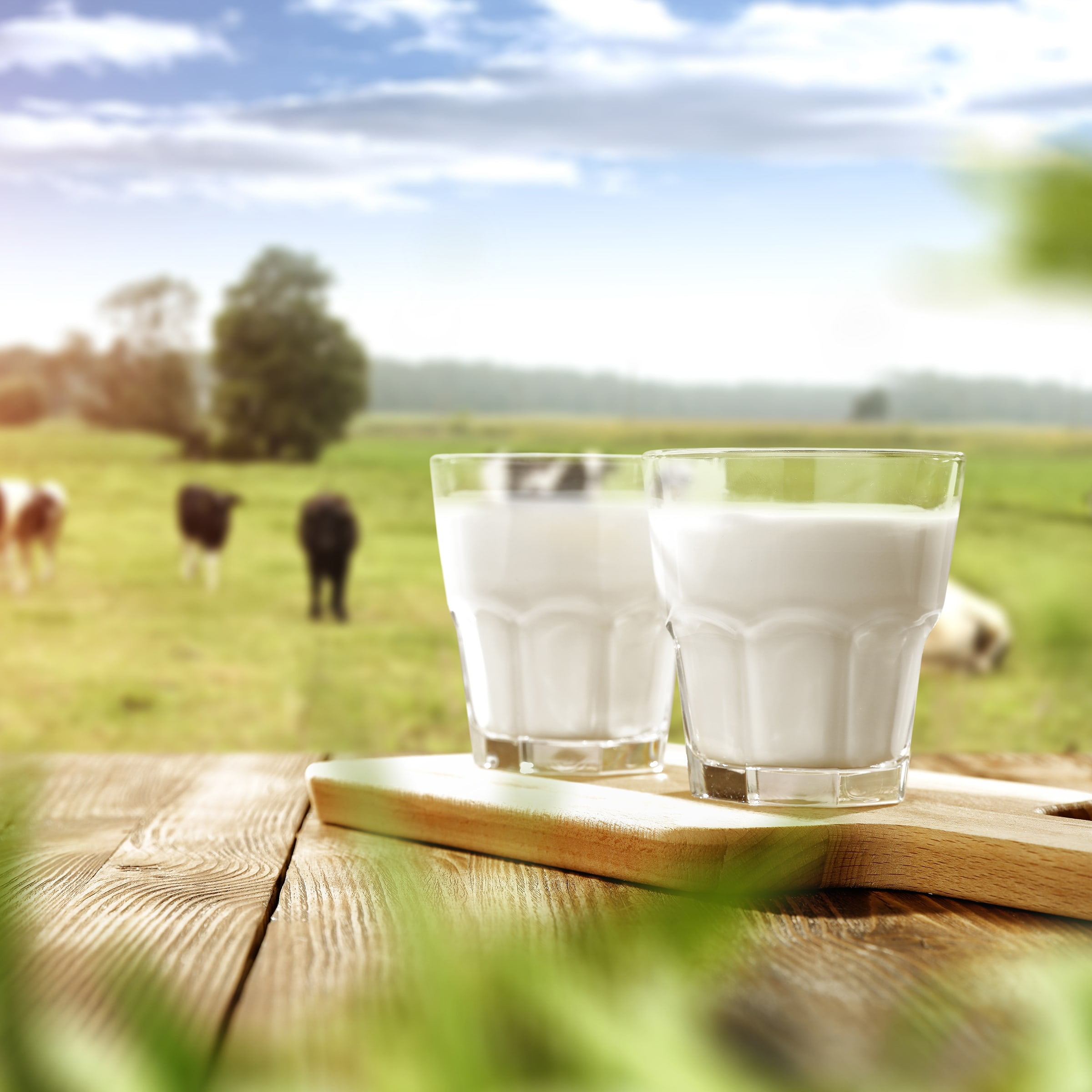 Whole Milk Plastic Half Gallon - Mayfield Dairy Farms®