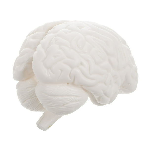 ColoMX Modelo de cerebro humano: modelo anatómico con base de exhibición para educación científica, estudio, exhibición, enseñanza médica, blanco