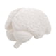 thumbnail image 1 of ColoMX Modelo de cerebro humano: modelo anatómico con base de exhibición para educación científica, estudio, exhibición, enseñanza médica, blanco, 1 of 8