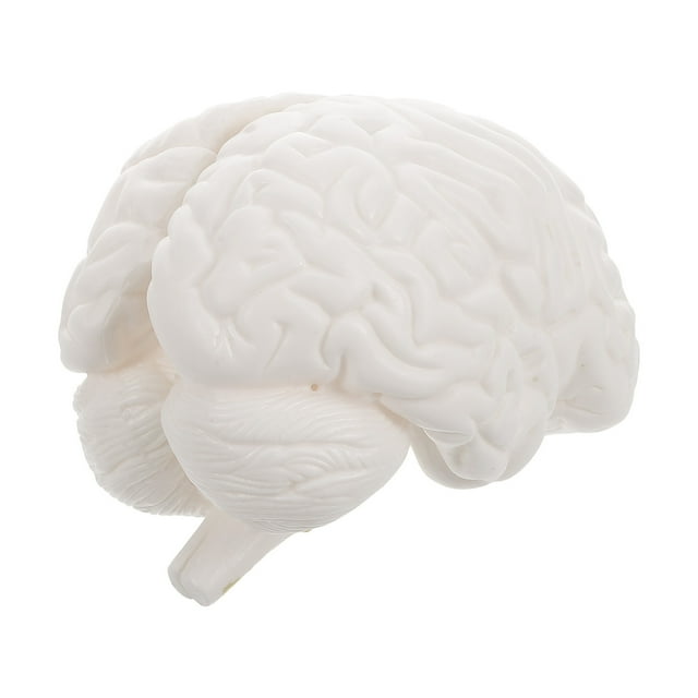 ColoMX Modelo de cerebro humano: modelo anatómico con base de exhibición para educación científica, estudio, exhibición, enseñanza médica, blanco
