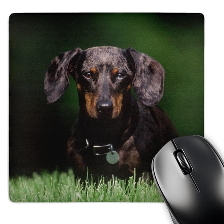 3dRose  View of Dapple colored Dachshund   MousePad price history on PriceWatchPro