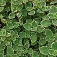 thumbnail image 5 of Set of 3 Variegated Cuban Oregano Plants, Fragrant Perennial Herb, 4-5 Inches Tall, Well Rooted for Growing, 5 of 5