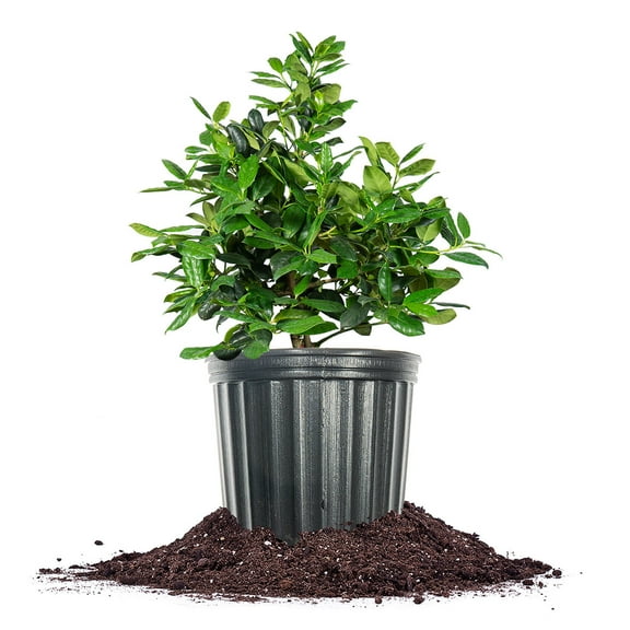 Perfect Plants Nellie Stevens Holly 3 Gallon