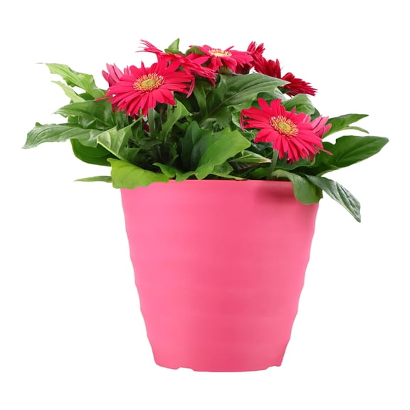 Expert Gardener 14" Pink Gerbera Daisy Live Plants in 7" Decorative Pot Full Sun