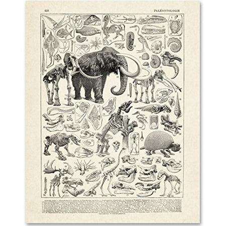Paleontology - 11x14 Unframed Art Print - Great Gift for Dinosaur Lovers And Child's Room