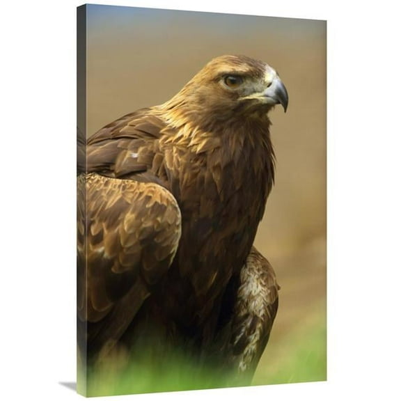 24 x 36 in. Golden Eagle Portrait, North America Art Print - Tim Fitzharris