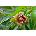 thumbnail image 2 of Chinese Chestnuts Tree Seeds for Planting - Best Trees for Deer - Castanea mollissima (5 Seeds), 2 of 4