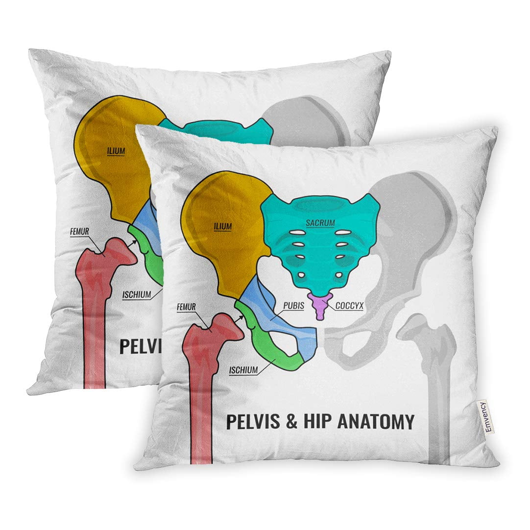ECCOT Human Male Anatomy Scheme Main Pelvis Bones Sacrum Ilium Coccyx