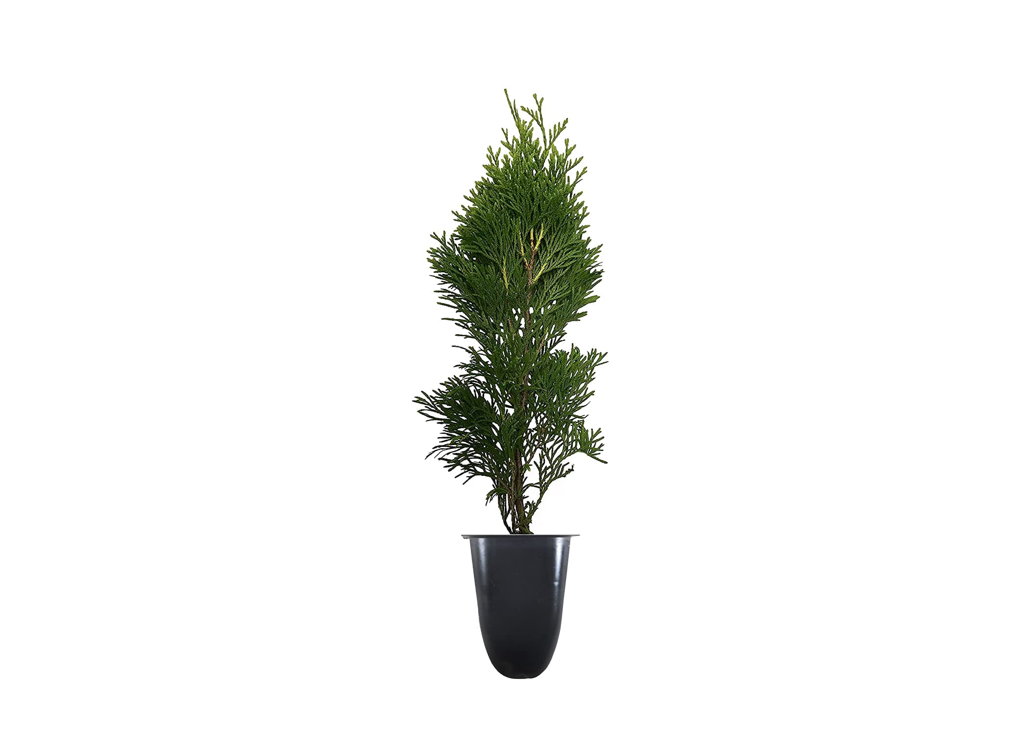 Thuja Emerald Green | 3 Large Gallon Size Plants | Thuja Occidentalis | Privacy Screen, Fast Growing Evergreen, Low Maintenance Landscaping, Year-Round Color, Dense Foliage, Cold Hardy, Windbreak