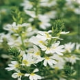 thumbnail image 3 of Expert Gardener 1.5G Scaevola Assorted Colors Live Plant Hanging Basket Full Sun, 3 of 7