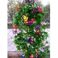 thumbnail image 5 of Daluo New Arrival 2 Bunches Artificial Vines 35.4" Morning Glory, 5 of 5
