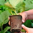 thumbnail image 3 of Biplut 20/50/100Pcs Plant Peat Pots Eco-friendly Round Paper Household Nursery Cup for Garden, 3 of 13