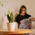 thumbnail image 5 of Costa Farms 6" Snake Plant Grower's Choice Live Plants in 4" Décor Pot, 5 of 10
