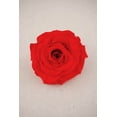 thumbnail image 1 of Large 4in. Coral Red Preserved Rose, 1 of 4
