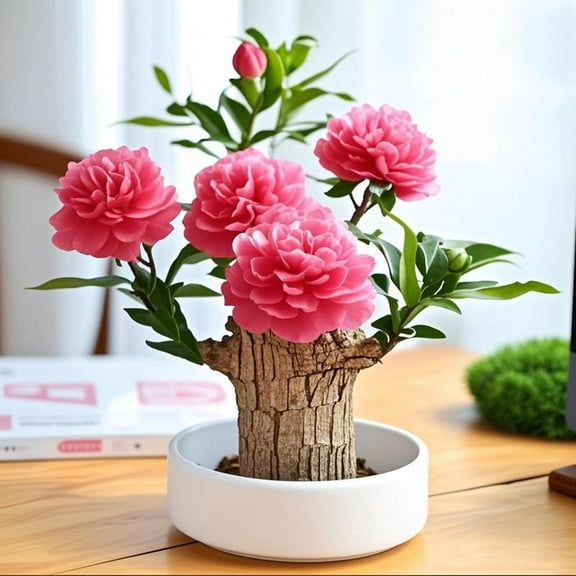 Brazilian Wood Indoor Plant – Low-Maintenance Natural Air Purifier That Enhances Air Quality, Attracts Prosperity & Positive Energy, Ideal for Home or Office Zen Gardens, Pet-Safe Greenery