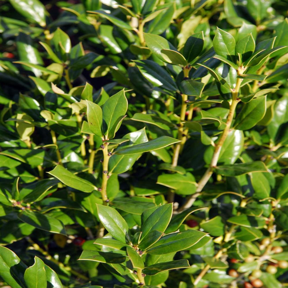 Expert Gardener 3-4 ft. tall Needle Point Holly Live Tree in 7-Gallon Grower Pot
