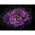 thumbnail image 2 of Carson, Brian 18x15 White Modern Wood Framed Museum Art Print Titled - Backyard Flowers Purple 42, 2 of 4