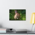 thumbnail image 3 of Majestic Rabbit Art Majestic Rabbit Print Animal Wall Art Wildlife Canvas Prints Wall Art Ready to Hang Unframed, 3 of 18