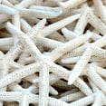 thumbnail image 2 of Kimberly, Allen 12x12 White Modern Wood Framed Museum Art Print Titled - Starfish Beach 3 v2, 2 of 4