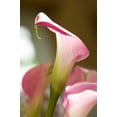 thumbnail image 3 of Garnet Glow Calla Lily Bulb - 1 Bulb - 14/16 cm - Bright Hot Pink Blooms, 3 of 4