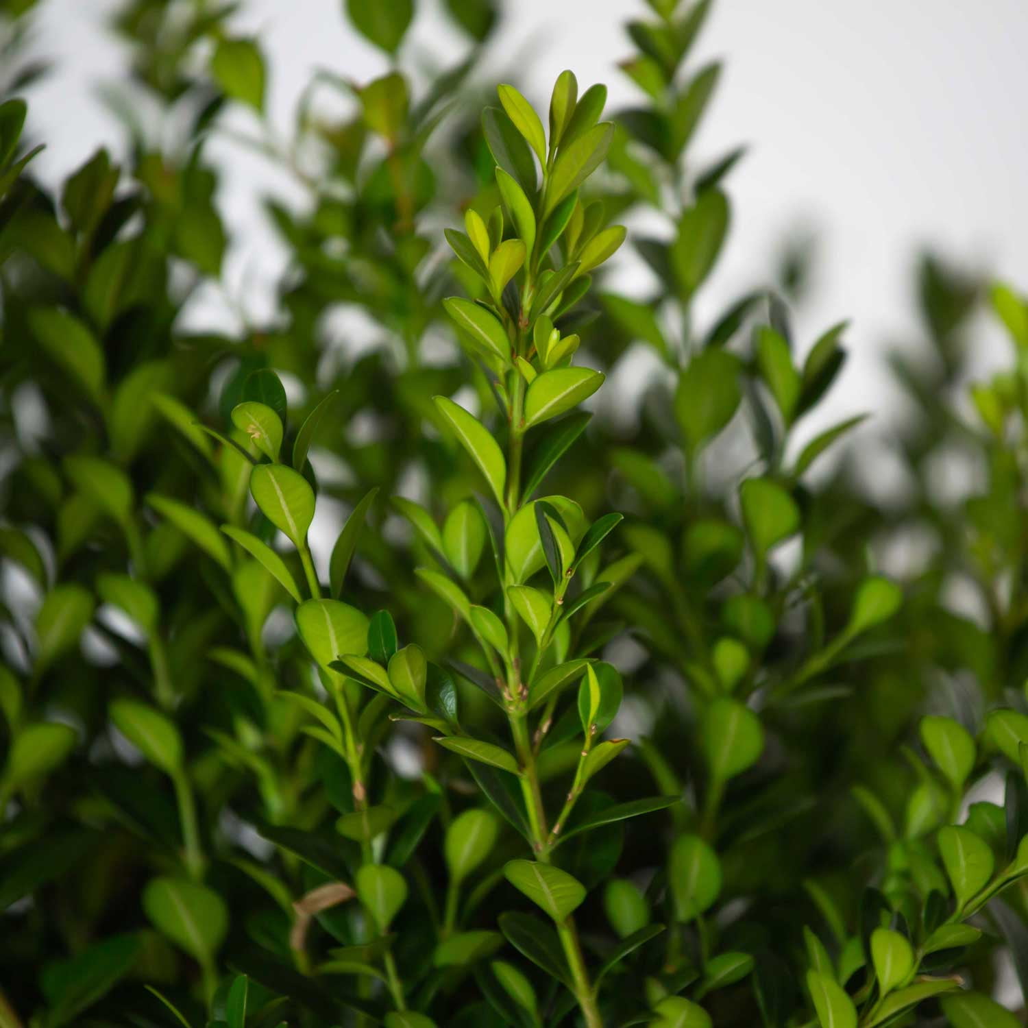 Southern Living Baby Gem Boxwood Live Shrub in 2.5-Quart Grower Pot