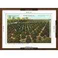 thumbnail image 5 of Art.com Orange Grove, Florida Art Print, Brown Frame Wall Art, 23" x 17", 5 of 5