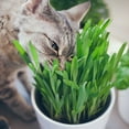 Certified Organic 12 Oz Cat Grass Seed Mix NonGMO for Pets Wheat
