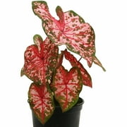 Delray Plants Caladium Floral Pink in 6" Pot