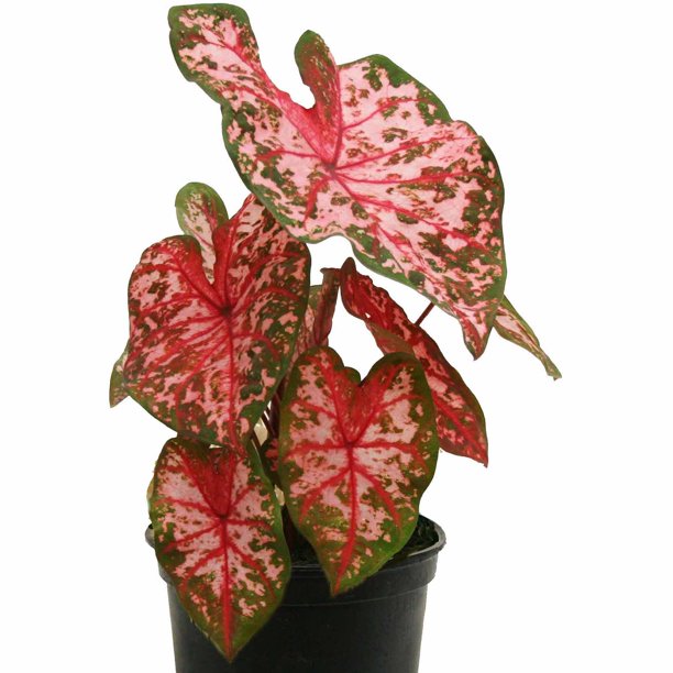Delray Plants Caladium Floral Pink in 6" Pot