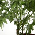 thumbnail image 3 of 300 PCS Plant Support Garden Clips Tomato Trellis Clips Durable Crop Clips Garden Trellis Clips, 3 of 10