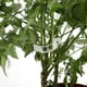 thumbnail image 3 of 300 clips de soporte para plantas para enrejado de jardín, soporte duradero para enredaderas de tomate, ideal para enredaderas trepadoras, 3 of 8