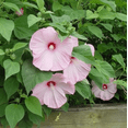 thumbnail image 6 of Set of 2 Lady Baltimore Hibiscus Moscheutos Live Plants 4-6 Inch Tall, Giant Pink Hibiscus Plants, Tropical Flowering for Garden, No Ship TX, 6 of 6