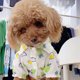 thumbnail image 5 of Ropa para cachorros, camisa de solapa con estampado de piña, camiseta polo de verano, ropa para mascotas, ropa para perros (verde), 5 of 5